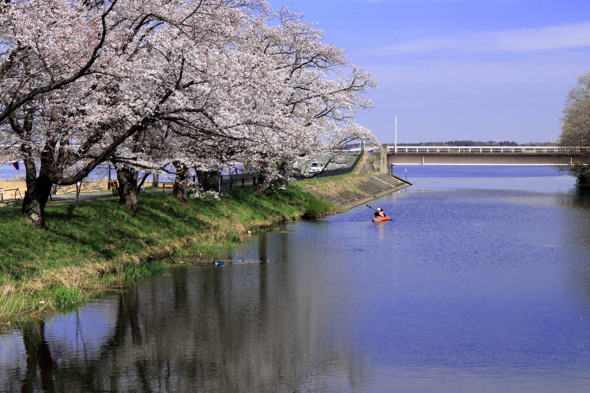 福岡堰さくら公園