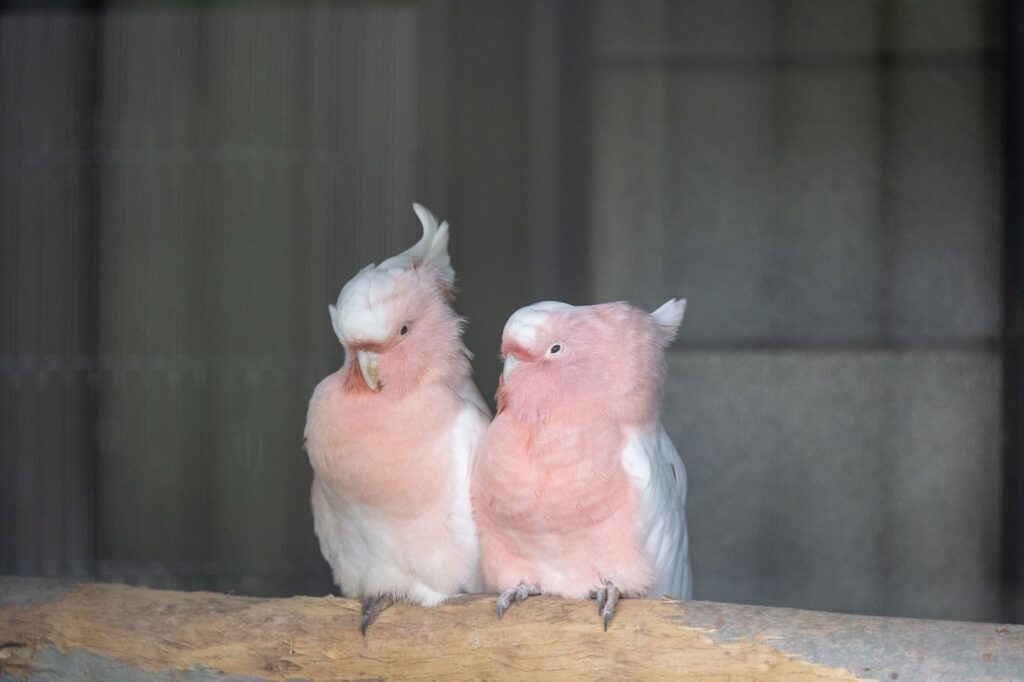 キャンベルタウン野鳥の森