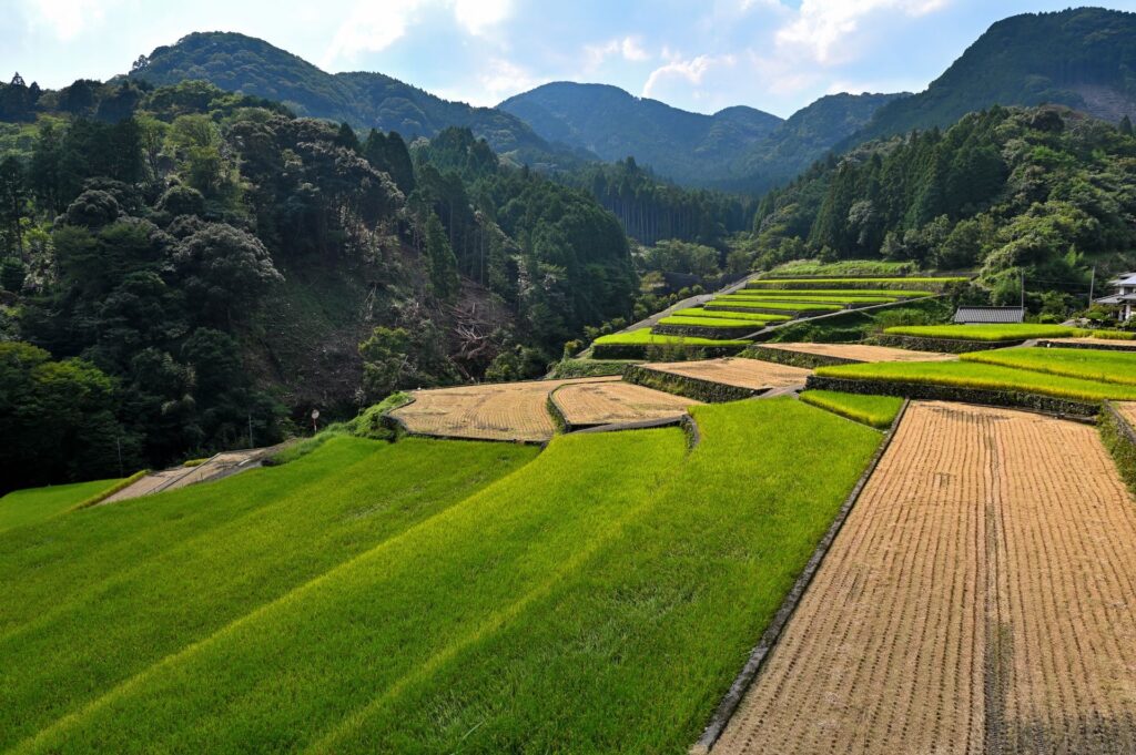 竹地区の棚田