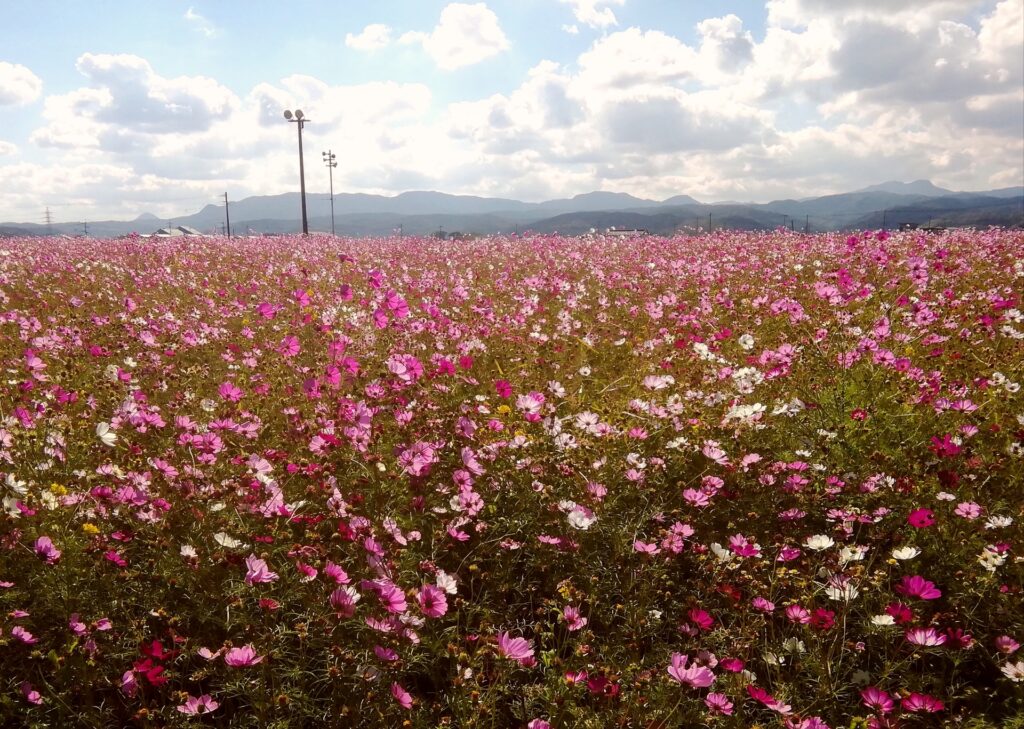 上毛町内のコスモス畑