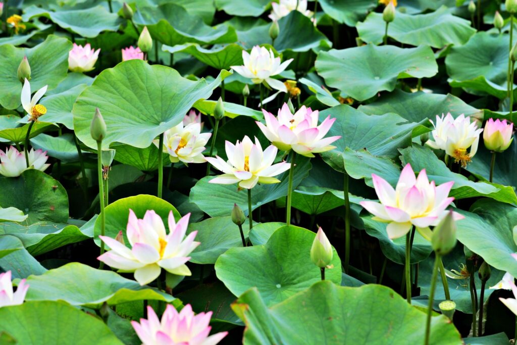 島津峯ヶ浦池公園の蓮の花