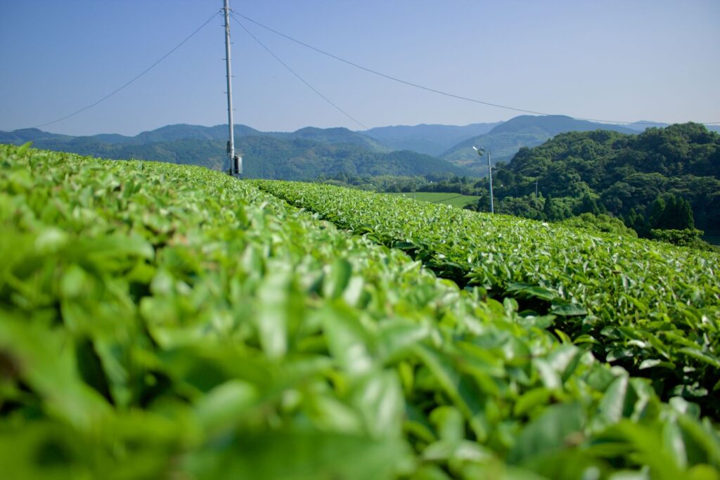 広川町の茶畑