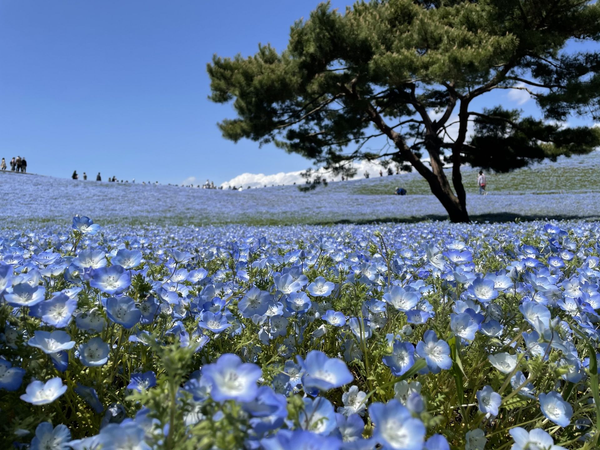 国営ひたち海浜公園