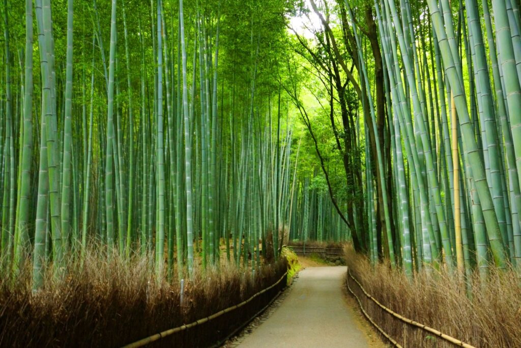 嵐山の竹林