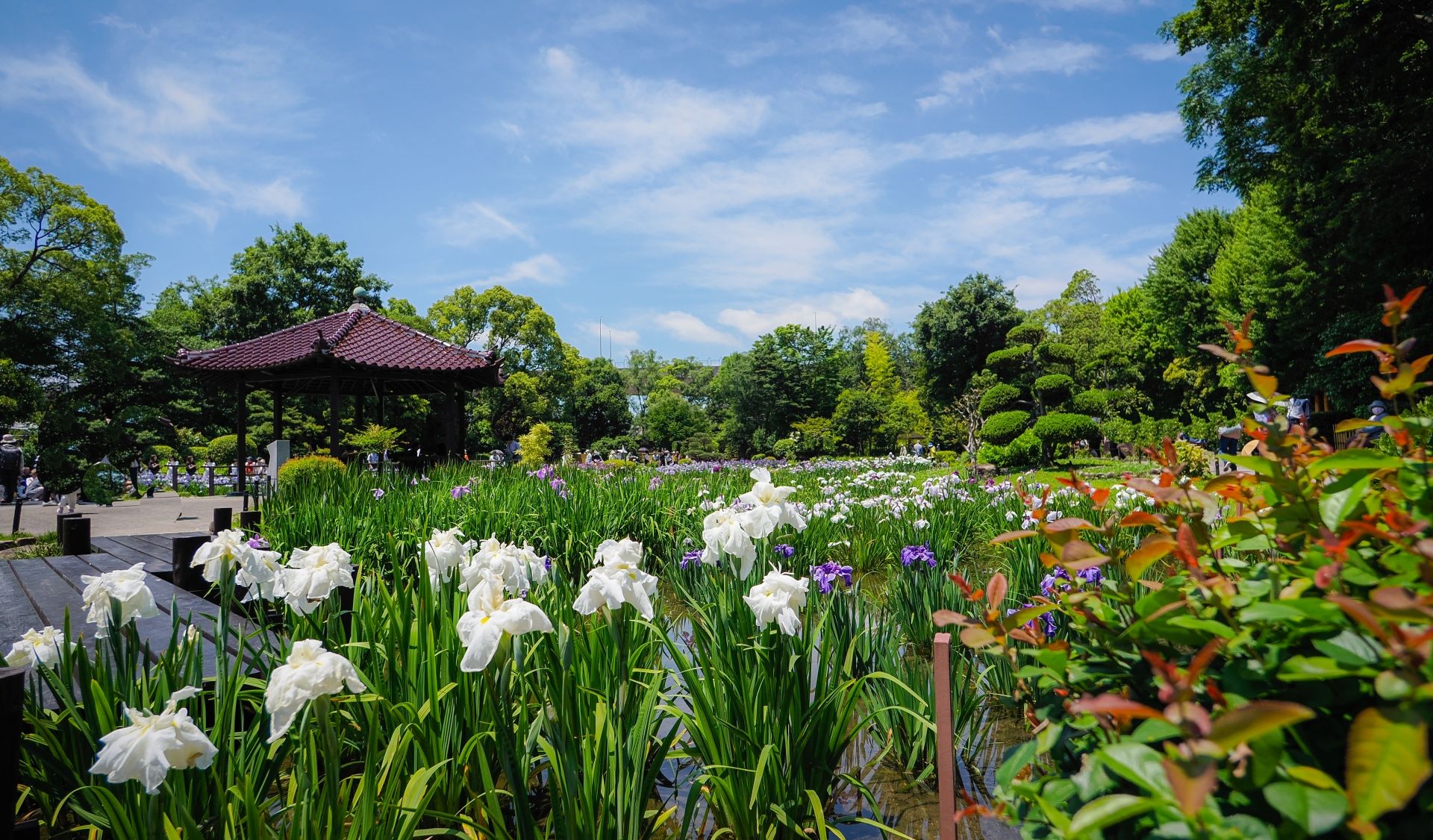 城北公園の城北菖蒲園
