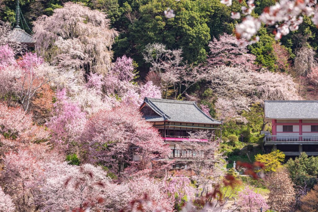 吉野山の桜
