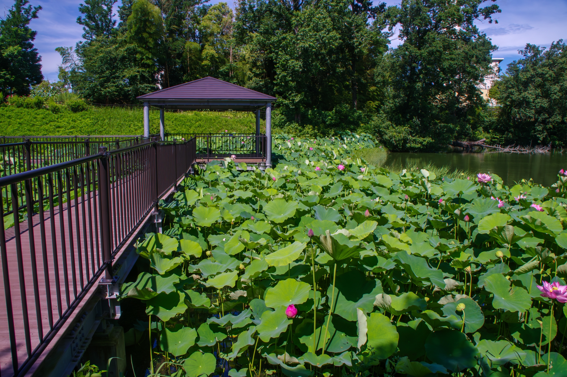 長池オアシス公園