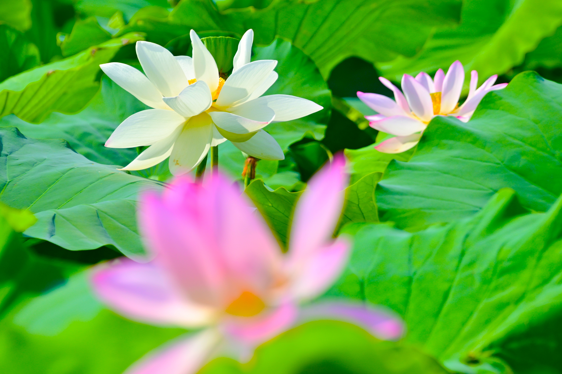 森川花はす田
