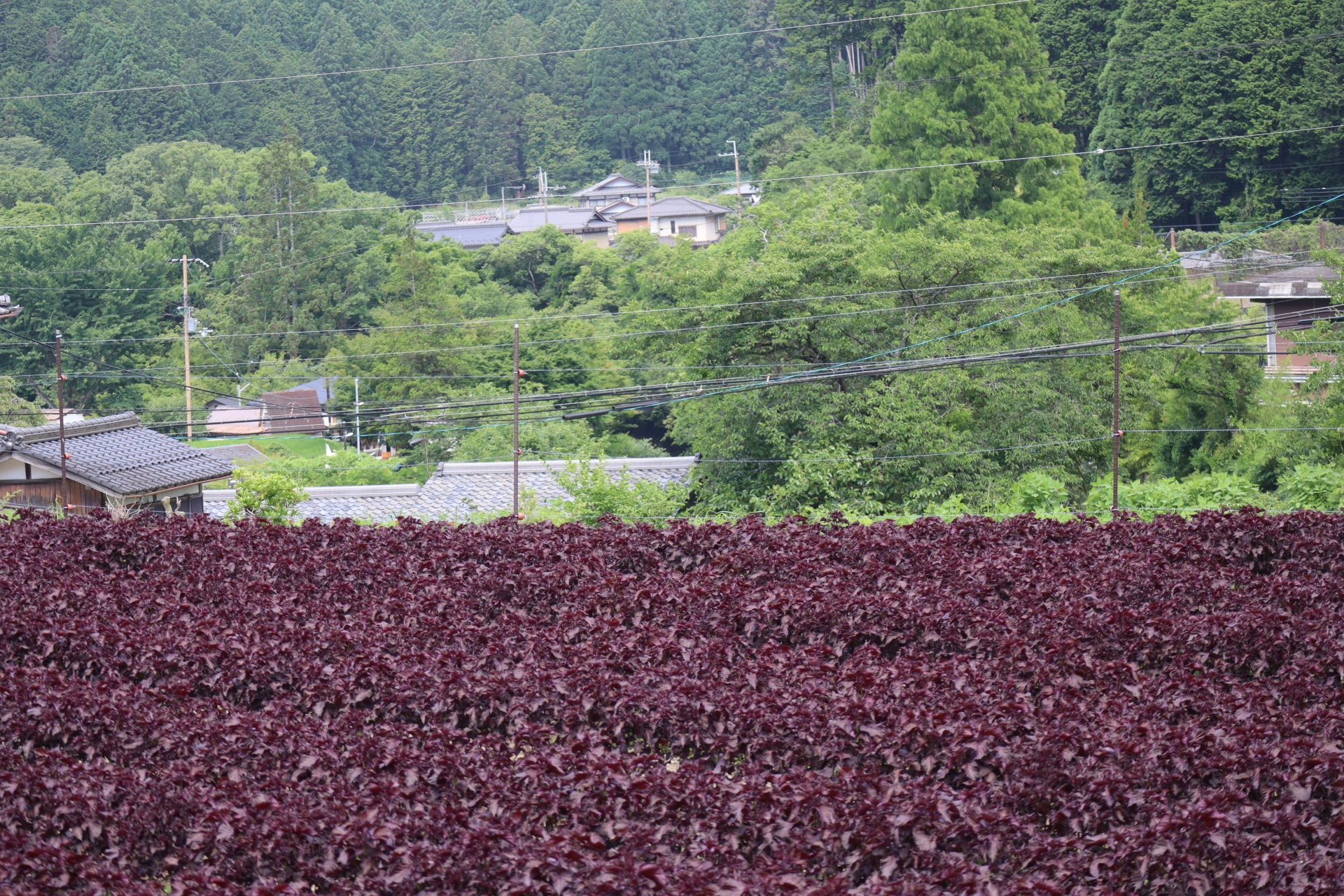海部郡大治町の景色1