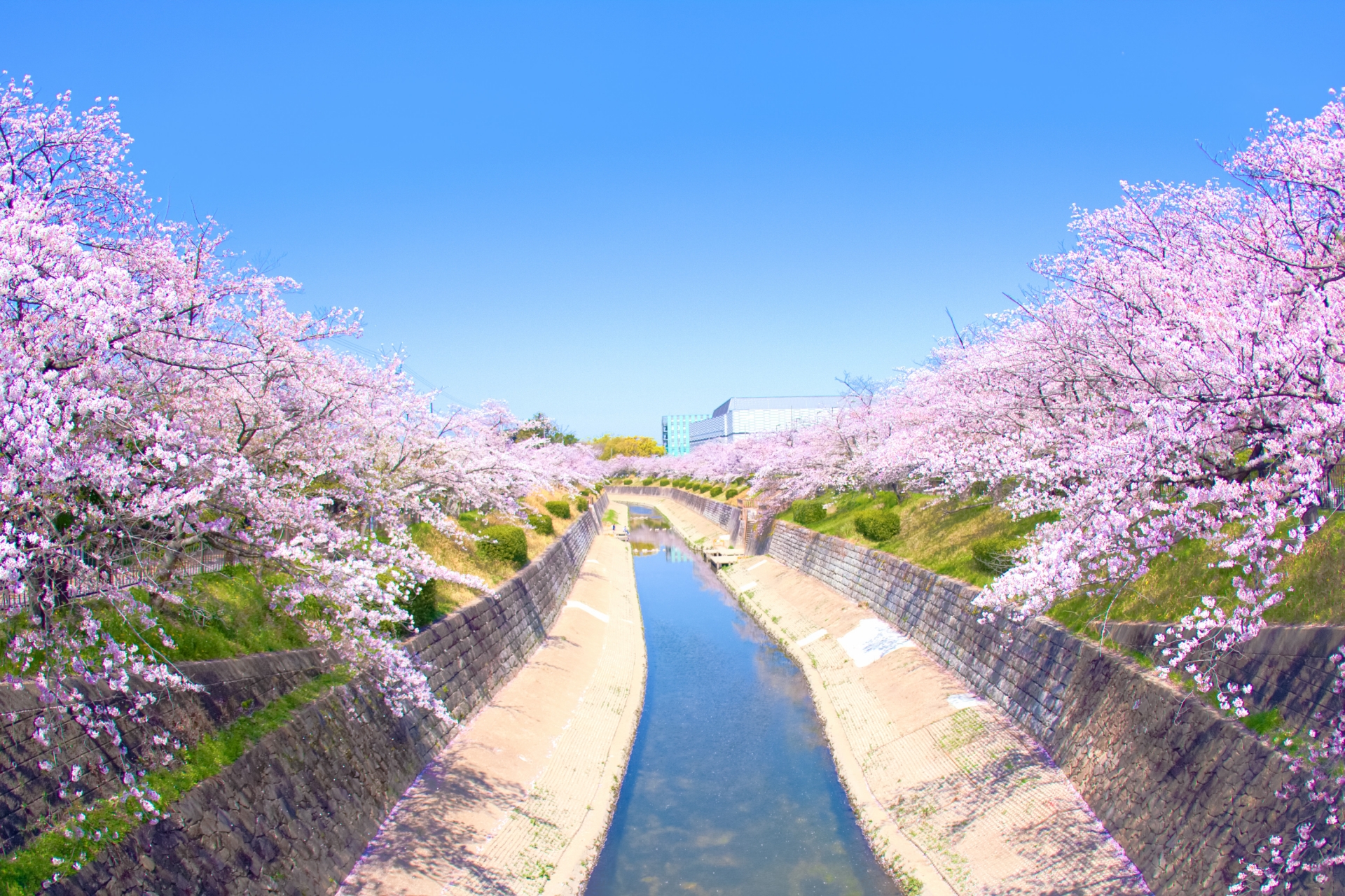 山崎川四季の道