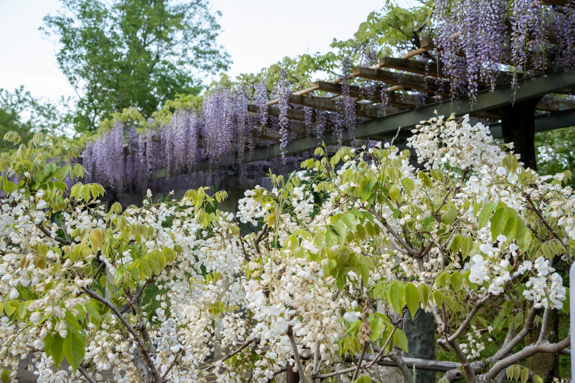 蓮華寺池公園