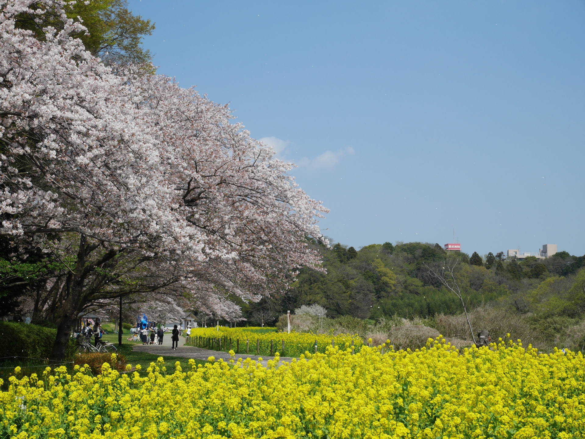 花島公園