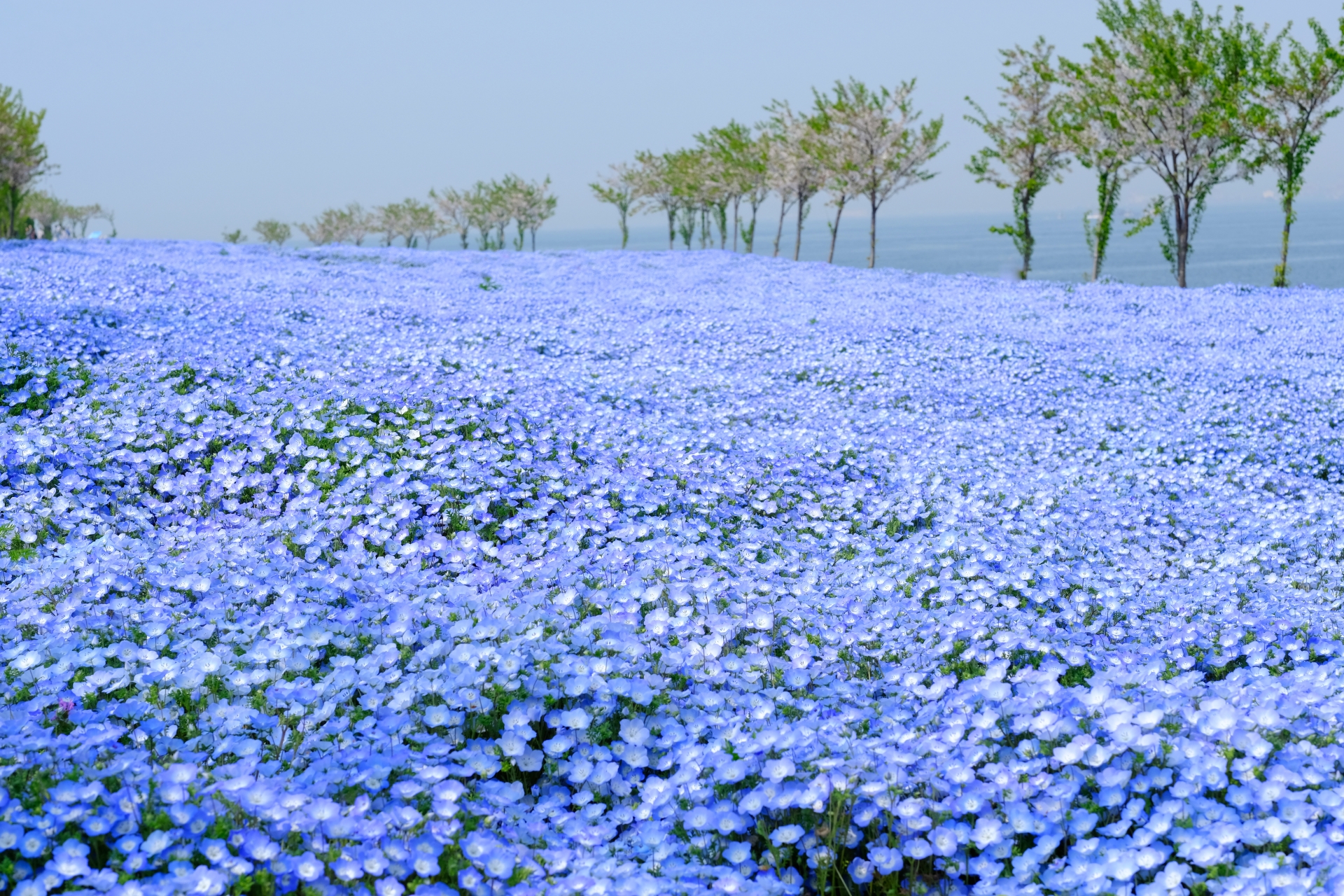 大阪まいしまシーサイドパーク